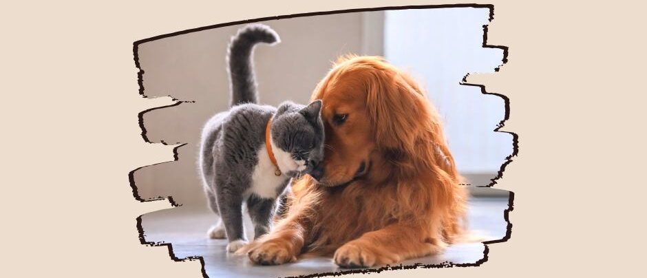 TIÊM PHÒNG VACCINE – BẢO VỆ SỨC KHỎE BOSS TOÀN DIỆN TẠI POMY PETSHOP SÓC TRĂNG